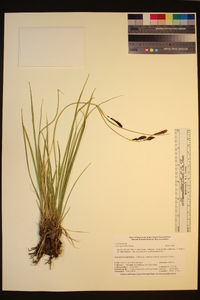 Carex spectabilis image